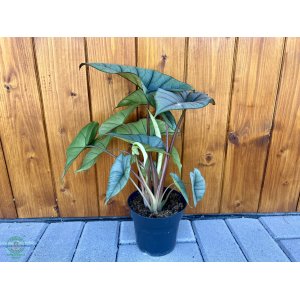 Alokázia (Alocasia) 'PLATINUM' - výška 25-35 cm, kont. C1L